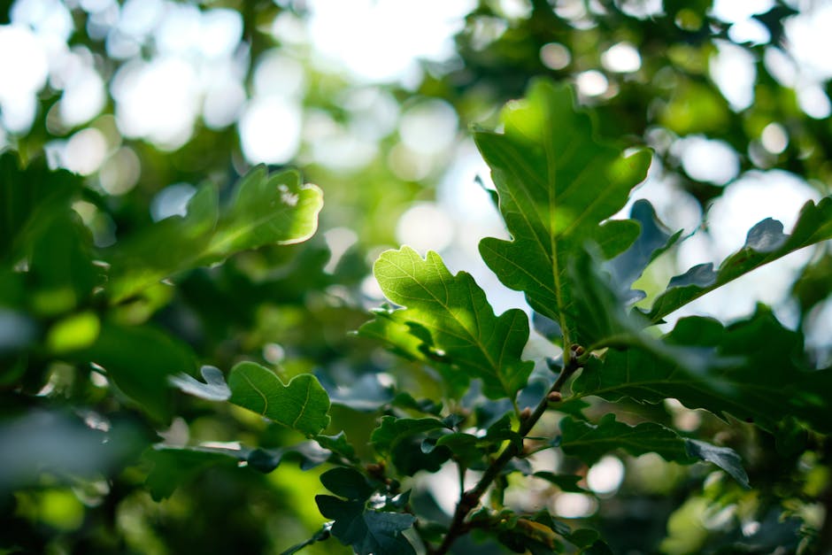 Close-up view of lush green holly leaves with distinctive spiny edges, illuminated by natural sunlight filtering through the garden canopy. The leaves display a glossy texture and vibrant color, with