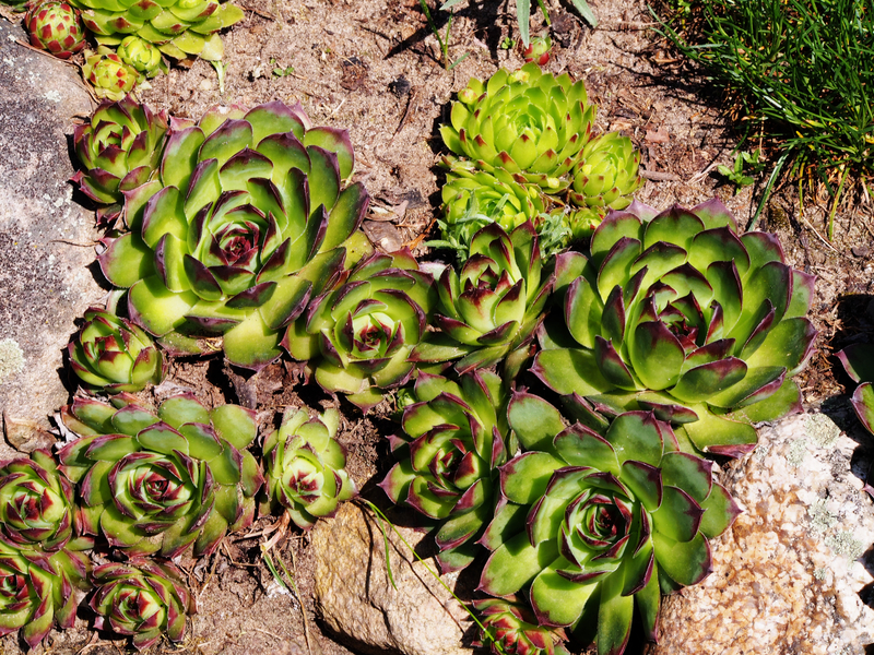 professional gardening Garden