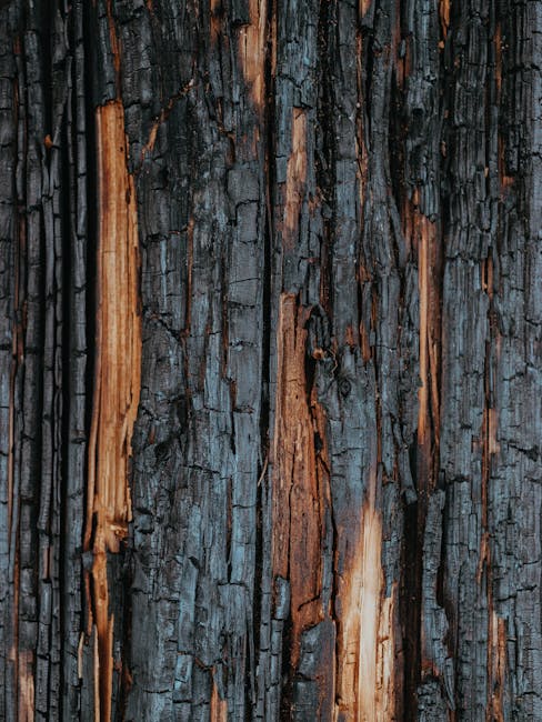Close-up of a weathered tree trunk with rough, charred bark displaying blackened and burnt orange patches, featuring deep vertical grooves and cracks. The texture of the bark appears rugged and uneven